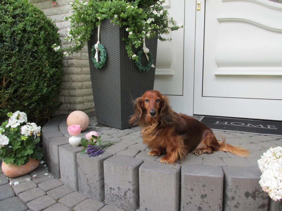 Pension Roseneck Wolfshagen  Exteriör bild